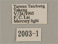 白點天蛾 藏品圖，第3張