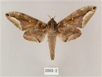 白點天蛾 藏品圖，第1張