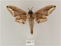 白點天蛾 藏品圖，第2張