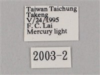 白點天蛾 藏品圖，第3張