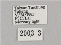 白點天蛾 藏品圖，第3張