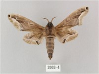 白點天蛾 藏品圖，第2張