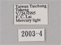 白點天蛾 藏品圖，第3張