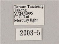 白點天蛾 藏品圖，第3張