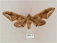 白點天蛾 藏品圖，第1張