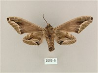 白點天蛾 藏品圖，第2張