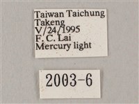 白點天蛾 藏品圖，第3張