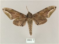 白點天蛾 藏品圖，第1張