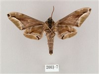 白點天蛾 藏品圖，第2張