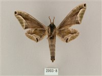 白點天蛾 藏品圖，第2張