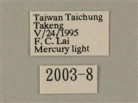 白點天蛾 藏品圖，第3張