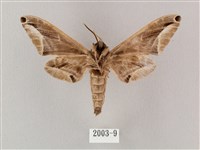 白點天蛾 藏品圖，第2張