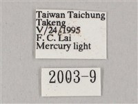 白點天蛾 藏品圖，第3張