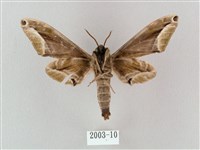 白點天蛾 藏品圖，第2張