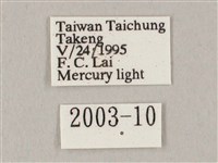 白點天蛾 藏品圖，第3張