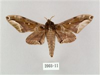 白點天蛾 藏品圖，第1張