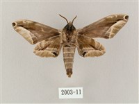 白點天蛾 藏品圖，第2張