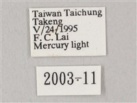 白點天蛾 藏品圖，第3張