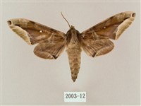 白點天蛾 藏品圖，第1張