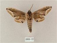 白點天蛾 藏品圖，第2張