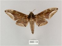 白點天蛾 藏品圖，第1張