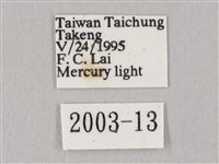 白點天蛾 藏品圖，第3張