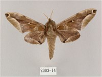 白點天蛾 藏品圖，第1張