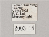 白點天蛾 藏品圖，第3張