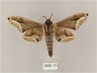 白點天蛾 藏品圖，第2張