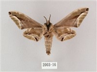 白點天蛾 藏品圖，第2張