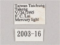 白點天蛾 藏品圖，第3張