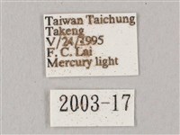 白點天蛾 藏品圖，第3張
