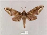 白點天蛾 藏品圖，第1張