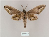 白點天蛾 藏品圖，第2張