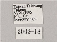 白點天蛾 藏品圖，第3張