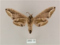 白點天蛾 藏品圖，第2張