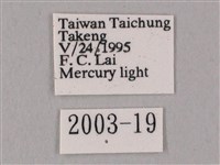 白點天蛾 藏品圖，第3張