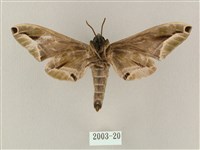 白點天蛾 藏品圖，第2張