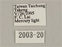 白點天蛾 藏品圖，第3張