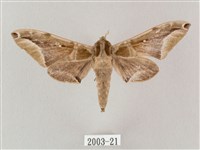 白點天蛾 藏品圖，第1張