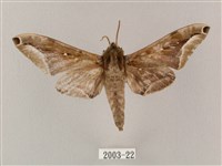 白點天蛾 藏品圖，第1張