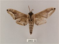 白點天蛾 藏品圖，第2張