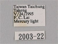 白點天蛾 藏品圖，第3張