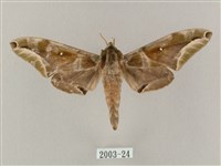 白點天蛾 藏品圖，第1張