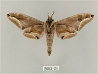 白點天蛾 藏品圖，第2張