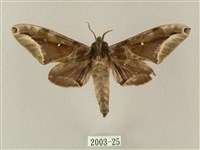 白點天蛾 藏品圖，第1張