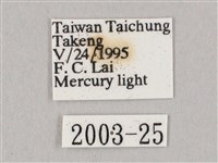 白點天蛾 藏品圖，第3張