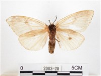 木毒蛾藏品圖，第2張