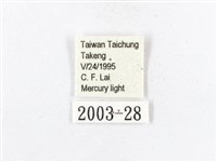 木毒蛾藏品圖，第3張