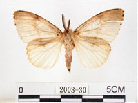 木毒蛾藏品圖，第1張